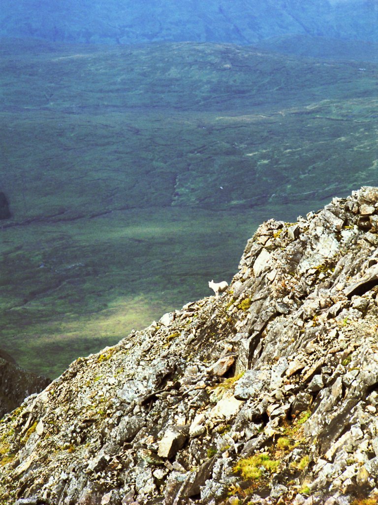 Mountain Sheep Near Sgurr na Banachdich